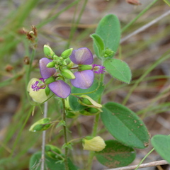 Polygala sphenoptera