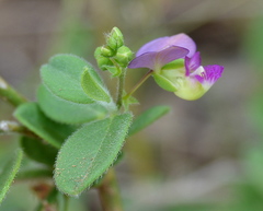 Polygala sphenoptera