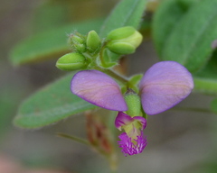 Polygala sphenoptera