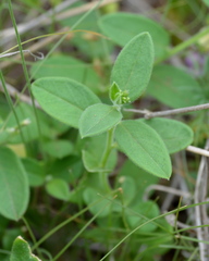 Polygala sphenoptera