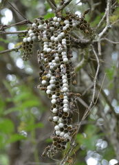 Ropalidia nigrofemorata