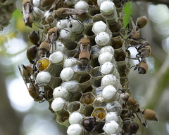 Ropalidia nigrofemorata