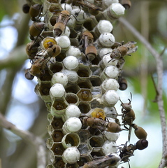 Ropalidia nigrofemorata