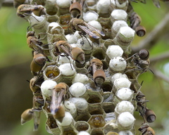 Ropalidia nigrofemorata