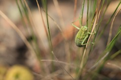 Poecilimon intermedius