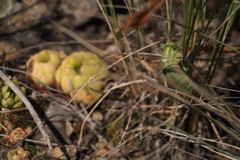 Poecilimon intermedius