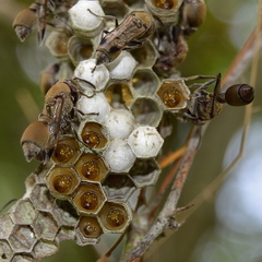 Ropalidia nigrofemorata