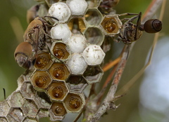 Ropalidia nigrofemorata