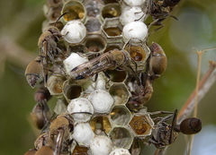 Ropalidia nigrofemorata