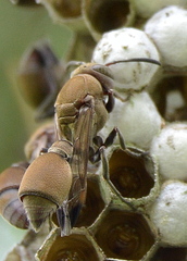 Ropalidia nigrofemorata