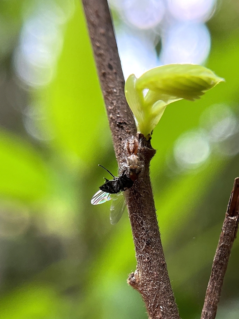 typical-jumping-spiders-from-ramanagara-in-ka-in-on-july-29-2023-at