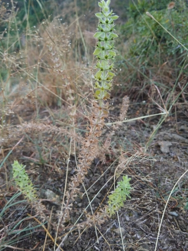 ránhoj horský (Sideritis montana)