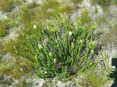 Stilbe albiflora