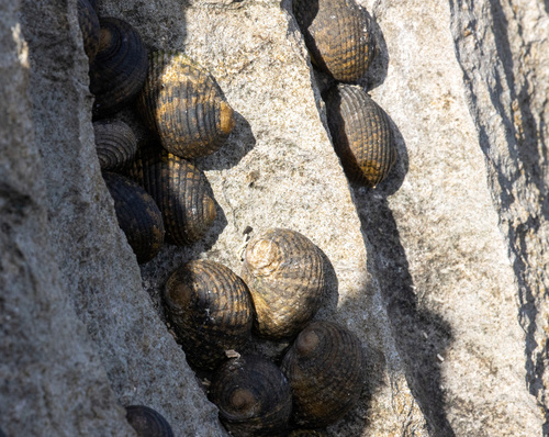 Nerita chlorostoma