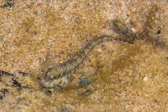 Rockpool Blenny photo 3