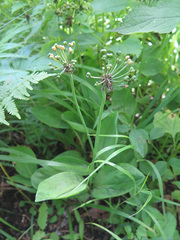 Allium ochotense
