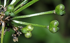 Allium ochotense
