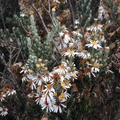 Diplostephium ericoides
