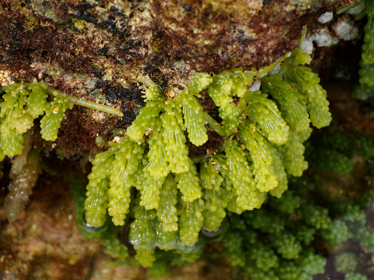 Caulerpa racemosa