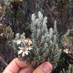 Diplostephium ericoides