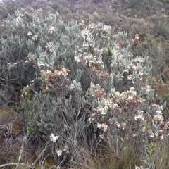 Diplostephium ericoides