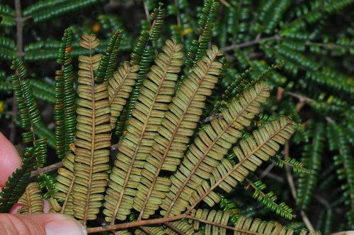 Peltophorum adnatum