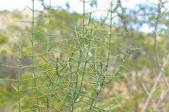 Catesbaea holacantha