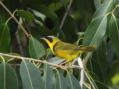 Geothlypis aequinoctialis