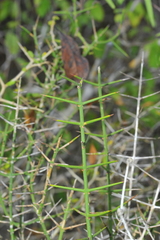 Catesbaea holacantha