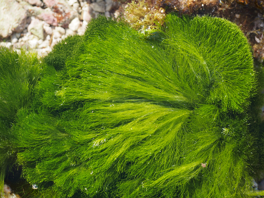 Chlorodesmis major