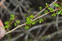 Calliandra haematomma