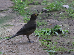 Turdus nudigenis
