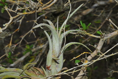 Tillandsia paucifolia