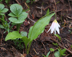 Erythronium montanum