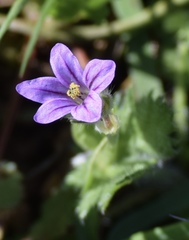 Erodium brachycarpum