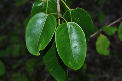Ficus altissima