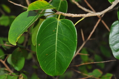 Ficus altissima