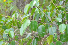 Ficus altissima