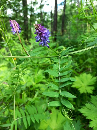 Vicia lilacina