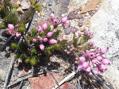 Erica phillipsii