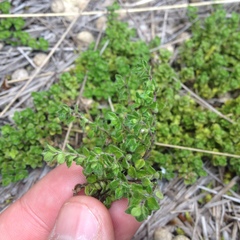 Clinopodium nubigenum