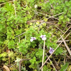 Clinopodium nubigenum