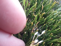 Carmichaelia uniflora