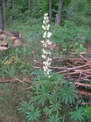 Lupinus albus