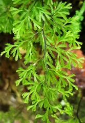 Hymenophyllum multifidum