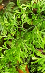 Hymenophyllum multifidum