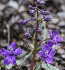 Delphinium glareosum