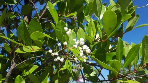 Syzygium glaucum, photograph 1