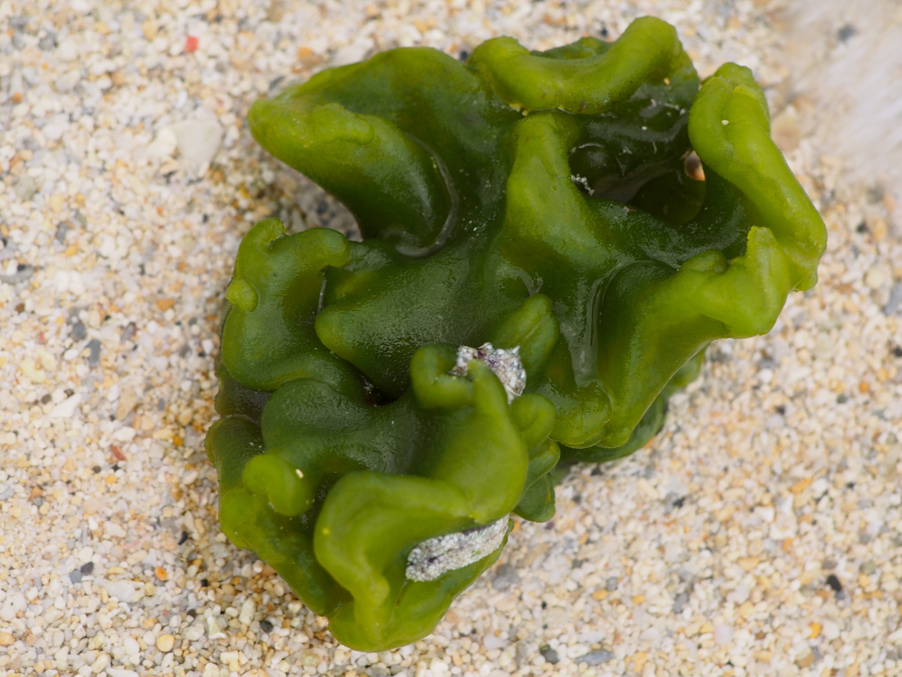 Codium spongiosum