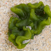 Codium spongiosum - Photo (c) Wendy Feltham, μερικά δικαιώματα διατηρούνται (CC BY-NC), uploaded by Wendy Feltham